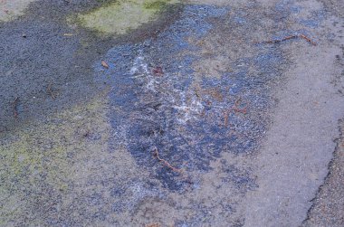 Islak asfalt yüzeyi, koyu yamalar ve yağmurdan sonra dağınık dallar.