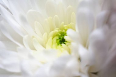 Yumuşak yapraklı, narin, beyaz bir kasımpatı çiçeğinin merkezinin aşırı yakın çekim makrosu.