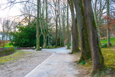 Serin bir sonbahar gününde uzun ağaçlar ve banklarla kaplı dolambaçlı bir park yolu.