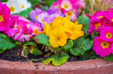 Terasotta saksısında renkli ve hayat dolu canlı çiçekler.