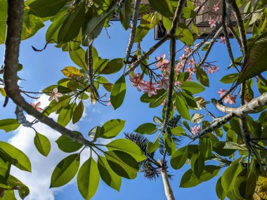 Pembe Frangipani Çiçekleri ve Mavi Gökyüzüne Karşı Yapraklar