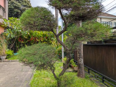 Bahçe düzeninde yemyeşil yaprakları olan Bonsai ağacı.
