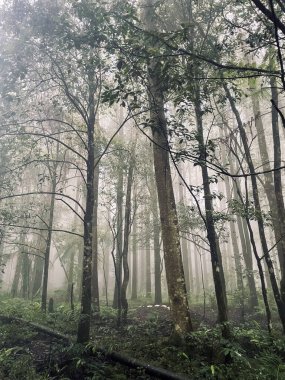 Yoğun antik orman, uzun ağaçları kaplayan ince bir sis görülebilir.