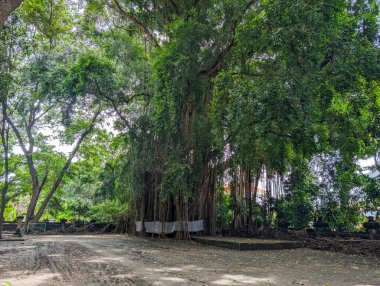 Büyük banyan ağacı, doğal güzelliğin ve sonsuz mirasın sembolüdür.