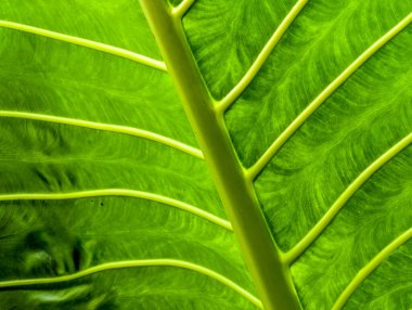 Karmaşık damar yapısını ve pürüzsüz dokusunu gösteren parlak yeşil yapraklar..