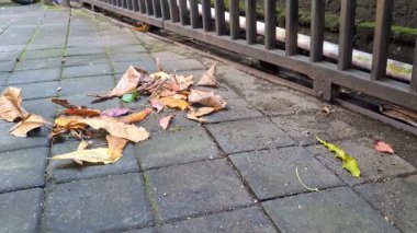Kuru yaprakları ve kaldırımdaki döküntüleri süpürge ile süpür..