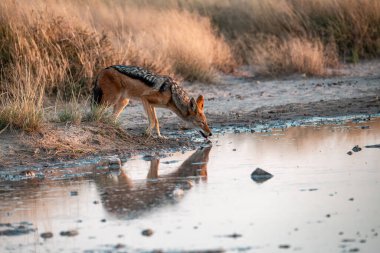 Etoşa Ulusal Parkı, Namibya, Afrika 'daki su birikintisinde genç bir erkek ceylan.
