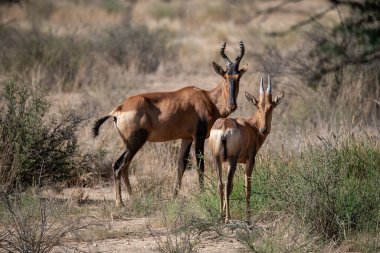 Doğal ortamda kırmızı ceylan.