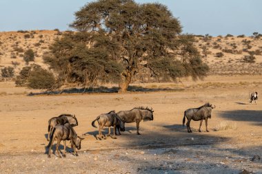 Afrika bozkırlarında bir antilop sürüsü..
