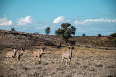 Güney Afrika 'daki Kruger Ulusal Parkı' nda antilop sürüsü..