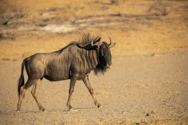 Çölde yürüyen vahşi bir Afrika antilobu.