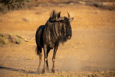 Afrika bozkırlarındaki vahşi antiloplar