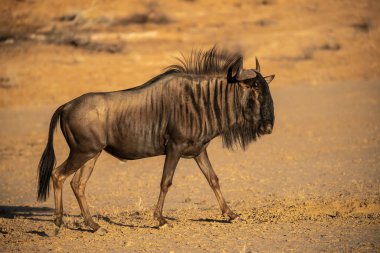 Siyah vahşi zebra Afrika çölünde yürüyor.