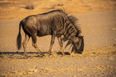 Güzel vahşi zebra çölde, namibya