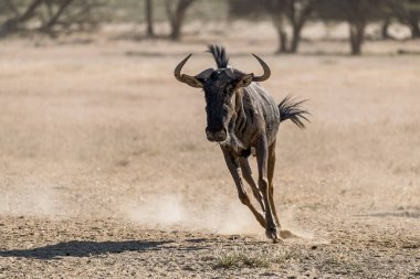 Afrikalı vahşi zebra doğada