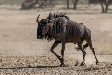 Kuru çimenlerde yürüyen siyah bir antilop.