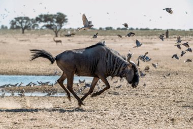 Etoşa Ulusal Parkı 'ndaki Namibya' da kumların üzerinde yürüyen bir grup vahşi antilop.