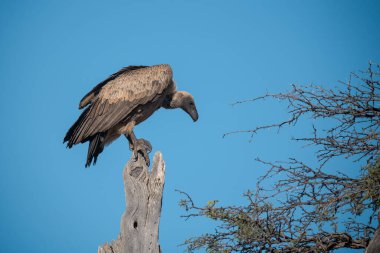 Akbaba Kruger Ulusal Parkı, Güney Afrika 'da ağaçta. Dedeidae familyası.