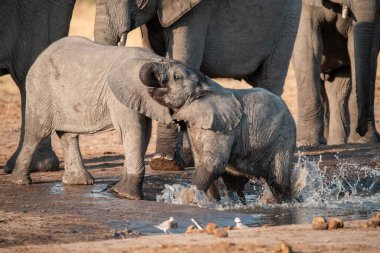 Filler, Botswana 'daki Chobe Ulusal Parkı' ndaki çamurdan su içiyorlar..