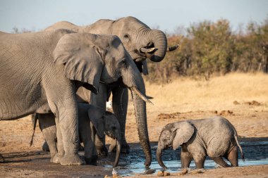 Afrika savanasındaki filler