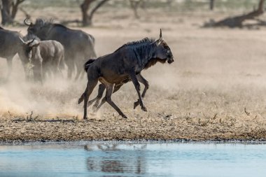 Afrika Bizonu, Syncerus Caffer, Afrika 'daki Kruger Ulusal Parkı' nda suda koşuyor..