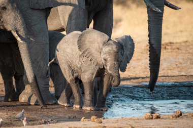 Afrika filleri içme suyu