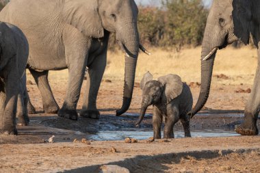 Sudaki fil, vahşi yaşam, doğa.
