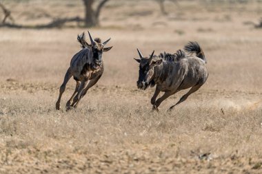 Afrika bozkırlarında vahşi antiloplar