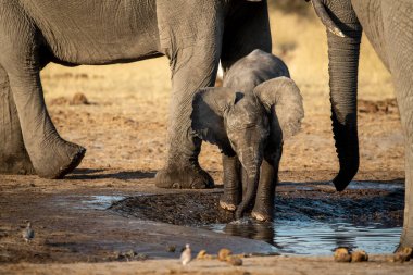 Etoşa Ulusal Parkı, Namibya 'daki su birikintisinde yürüyen bir fil sürüsü.