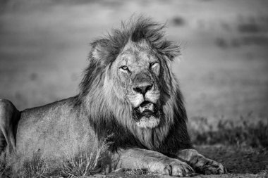 Aslan çimenlerde dinleniyor. siyah beyaz fotoğraf