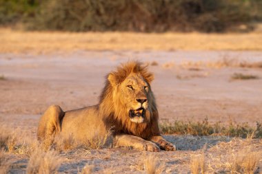 male lion sitting in the grass in the chobe national park, botswana.