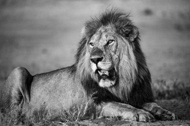 Bir erkek aslan portresi