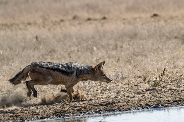 Doğadaki vahşi hyaena