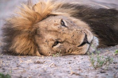 Genç bir aslanın portresi
