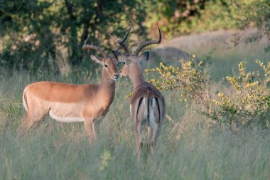 Afrika savanasında İmpala