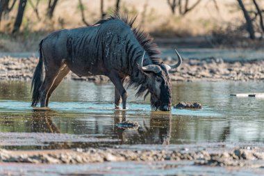 Afrika boğası suda.