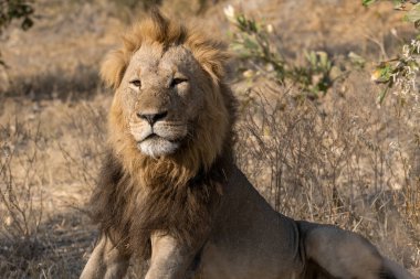 erkek aslan (panthera leo) savanada