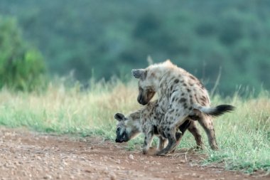 Kenya bozkırında vahşi sırtlan (ena cusus)