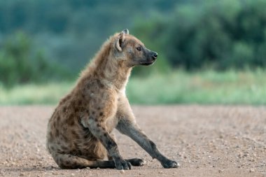 Vahşi doğadaki genç Afrikalı vahşi sırtlan. Afrika.