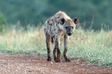Vahşi doğada çimenlerde yürüyen sırtlan.