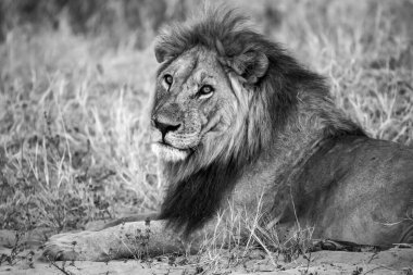 Erkek aslan, Kruger National Park, Güney Afrika.