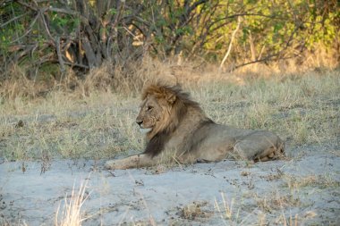 Afrika aslanı (panthera leo )