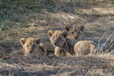 Güney Afrika 'daki Kruger Ulusal Parkı' nda aslan ailesi.