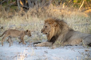 aslan yavrusu ve aslan yavrusu