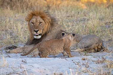 Güney Afrika 'daki Kruger Ulusal Parkı' nda aslan yavrusu.