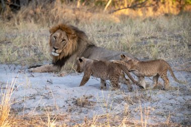 Lion ve Yavrusu Güney Afrika 'daki Kruger Ulusal Parkı' nda yürüyor..
