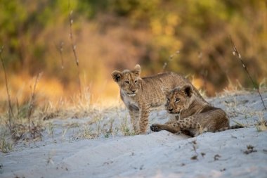 young cub and mother lion in the sand