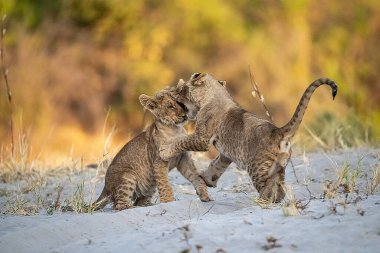 Genç vahşi leopar yavrusu