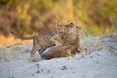 Aslan yavrusuyla oynayan bir aslan yavrusu.
