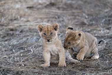Genç aslan yavrusu kuru çimenlerde yürüyor.